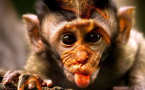 monkey images hd